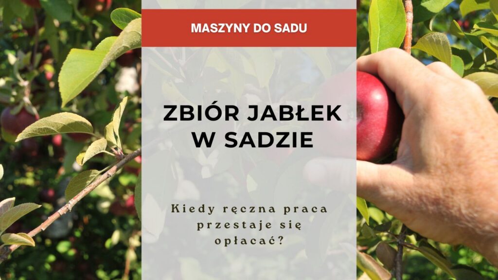 Sadownictwo - Zbiór jabłek w sadzie - kiedy ręczna praca przestaje się opłacać?